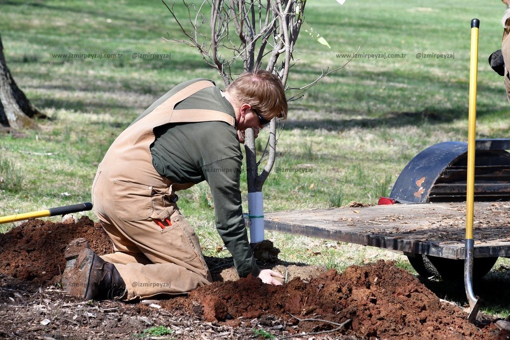 Resimde, bahçede bir ağaç fidanı dikimi yapan bir kişi görülmektedir. Kişi, tulum giymiş ve diz çökm Resimde, bahçede bir ağaç fidanı dikimi yapan bir kişi görülmektedir. Kişi, tulum giymiş ve diz çökmüş vaziyette toprağı düzenlemektedir.
