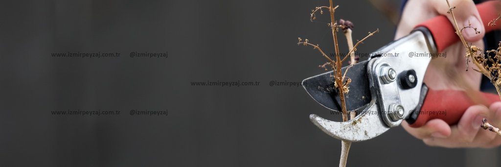 Bu görselde, bir bahçıvanın elinde budama makası ile bir dalı kesme işlemi görülmektedir. Budama, bi Bu görselde, bir bahçıvanın elinde budama makası ile bir dalı kesme işlemi görülmektedir. Budama, bitkilerin sağlıklı büyümesi ve estetik görünümü içi