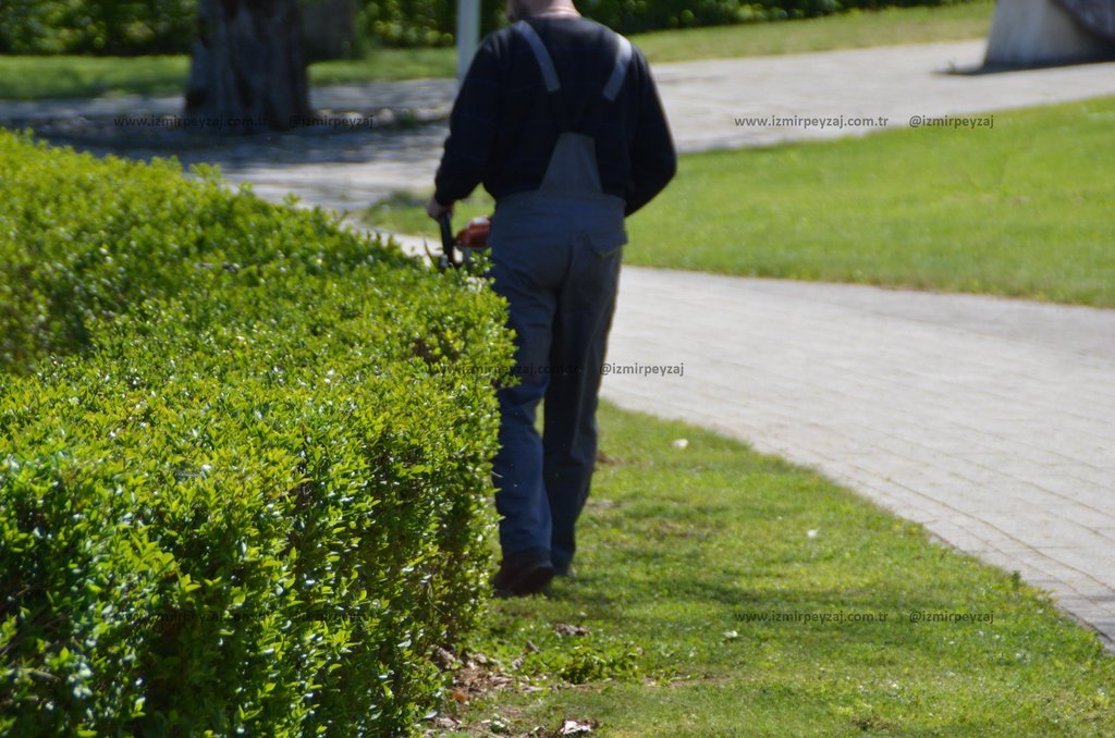 Bu fotoğrafta, bahçede çalıları budayan bir bahçıvan görülmektedir. Yeşil çalılar ve bakımlı çimler, peyzaj düzenlemesinin önemini vurgulamaktadır.