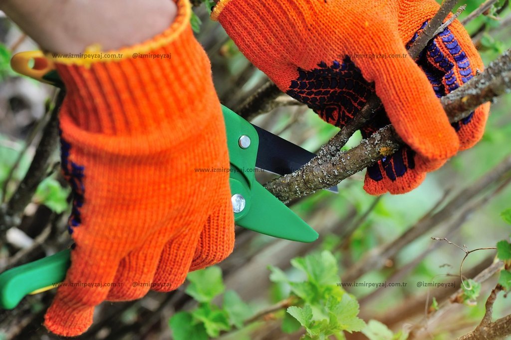 Turuncu eldivenler giyen bir kişi, bahçedeki bir dalı yeşil bahçe makasıyla kesiyor. Bu işlem, bitki Turuncu eldivenler giyen bir kişi, bahçedeki bir dalı yeşil bahçe makasıyla kesiyor. Bu işlem, bitkilerin sağlıklı büyümesini teşvik etmek ve bahçenin