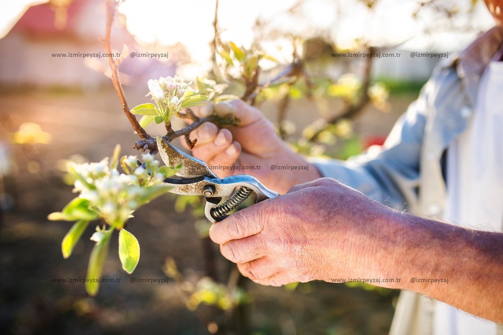 Bahçıvan, bahar aylarında çiçek açan ağaçların dallarını budama makasıyla kesiyor. Bu işlem, ağacın daha sağlıklı büyümesini ve daha fazla meyve verme