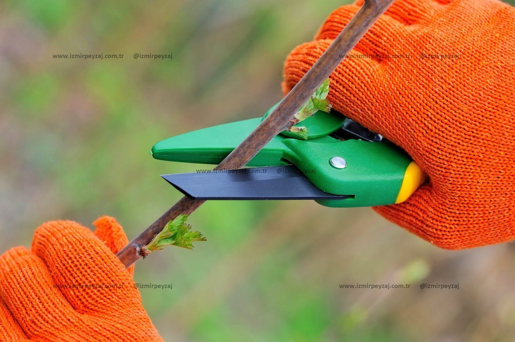 Bahçıvan, bahar aylarında bitki budaması yaparken görüntüleniyor. Budama makasıyla bir dalı kesen ba Bahçıvan, bahar aylarında bitki budaması yaparken görüntüleniyor. Budama makasıyla bir dalı kesen bahçıvan, bitkilerin sağlıklı büyümesini destekliyor