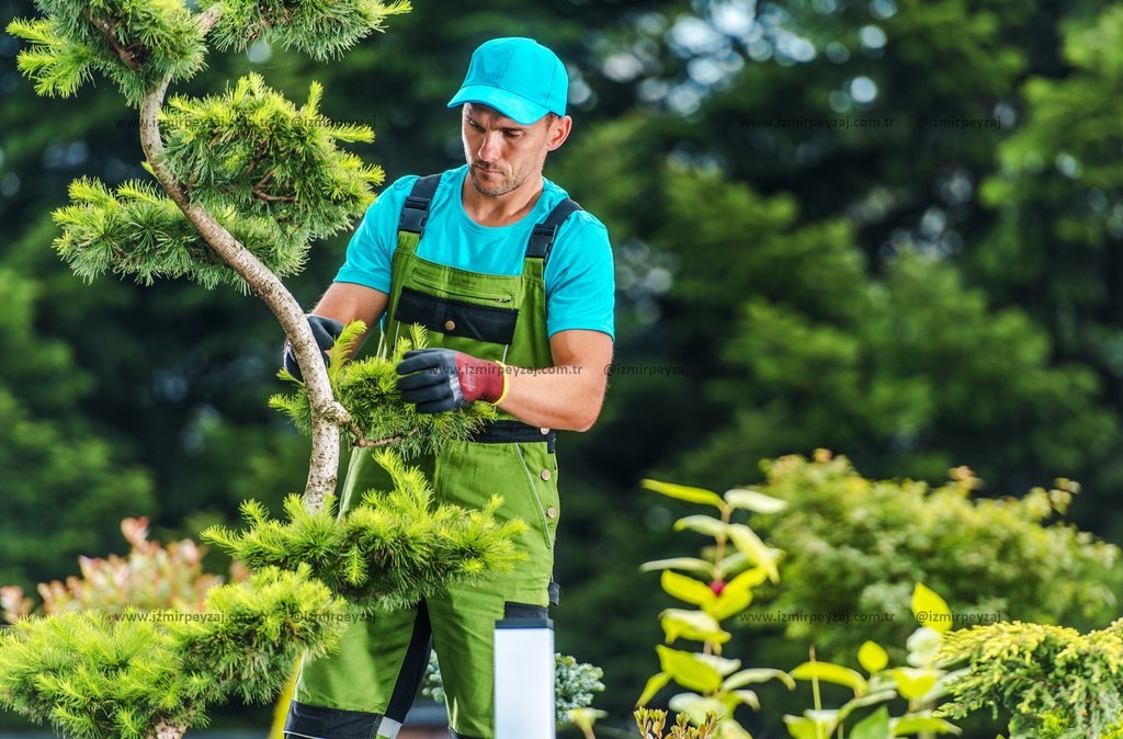Fotoğrafta, bahçıvanlık işleriyle uğraşan bir adam, bonsai ağacının dallarını budarken görülüyor. Yeşil bitki örtüsüyle çevrili bu sahnede, adamın öze