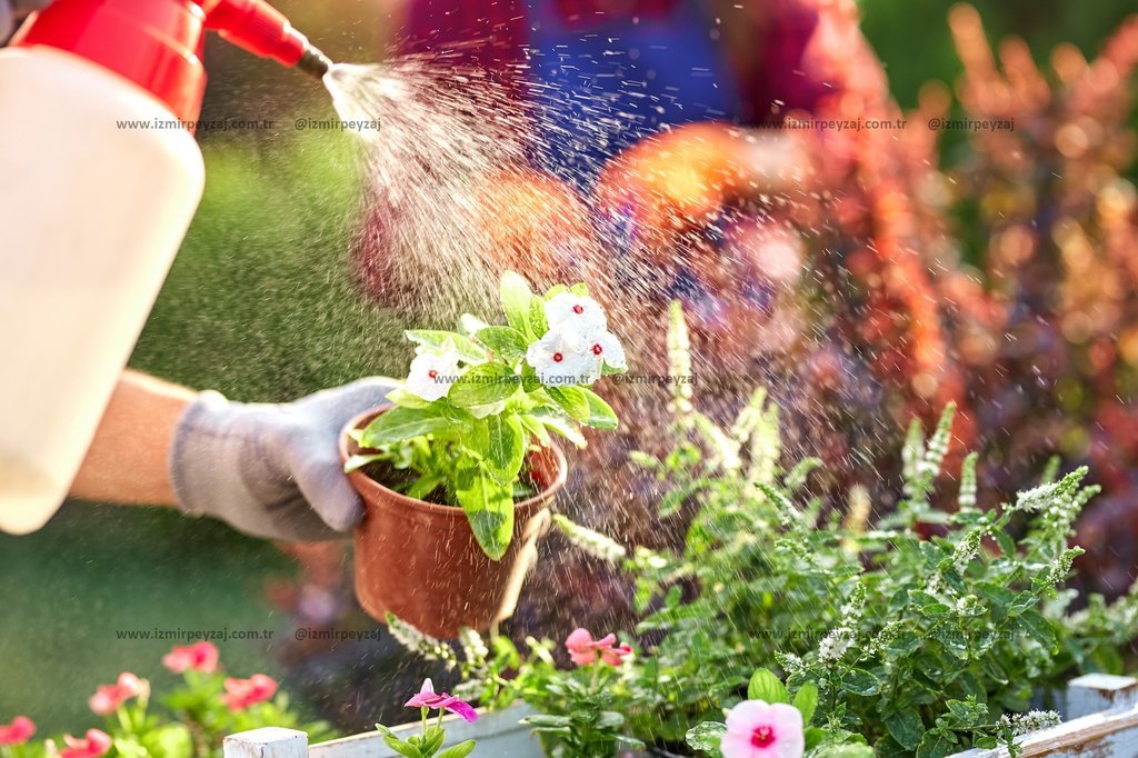 Bahçıvan eldivenli elleriyle saksıdaki beyaz çiçekleri suluyor. Bitkilerin sağlıklı gelişimi için düzenli sulama önemlidir.