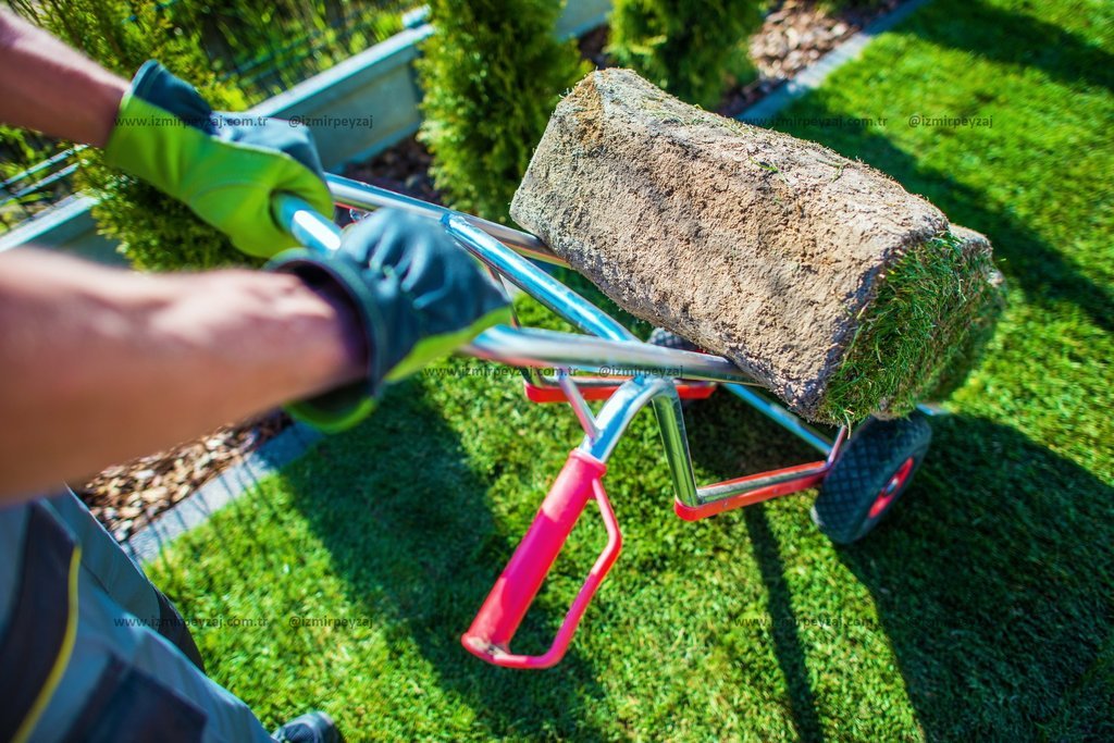 Çim rulosu taşıyan bir kişi, bahçe düzenlemesi için hazırlık yapıyor. Yeşil çimler ve bitkilerle dol Çim rulosu taşıyan bir kişi, bahçe düzenlemesi için hazırlık yapıyor. Yeşil çimler ve bitkilerle dolu bu görsel, peyzaj çalışmalarının canlılığını yan