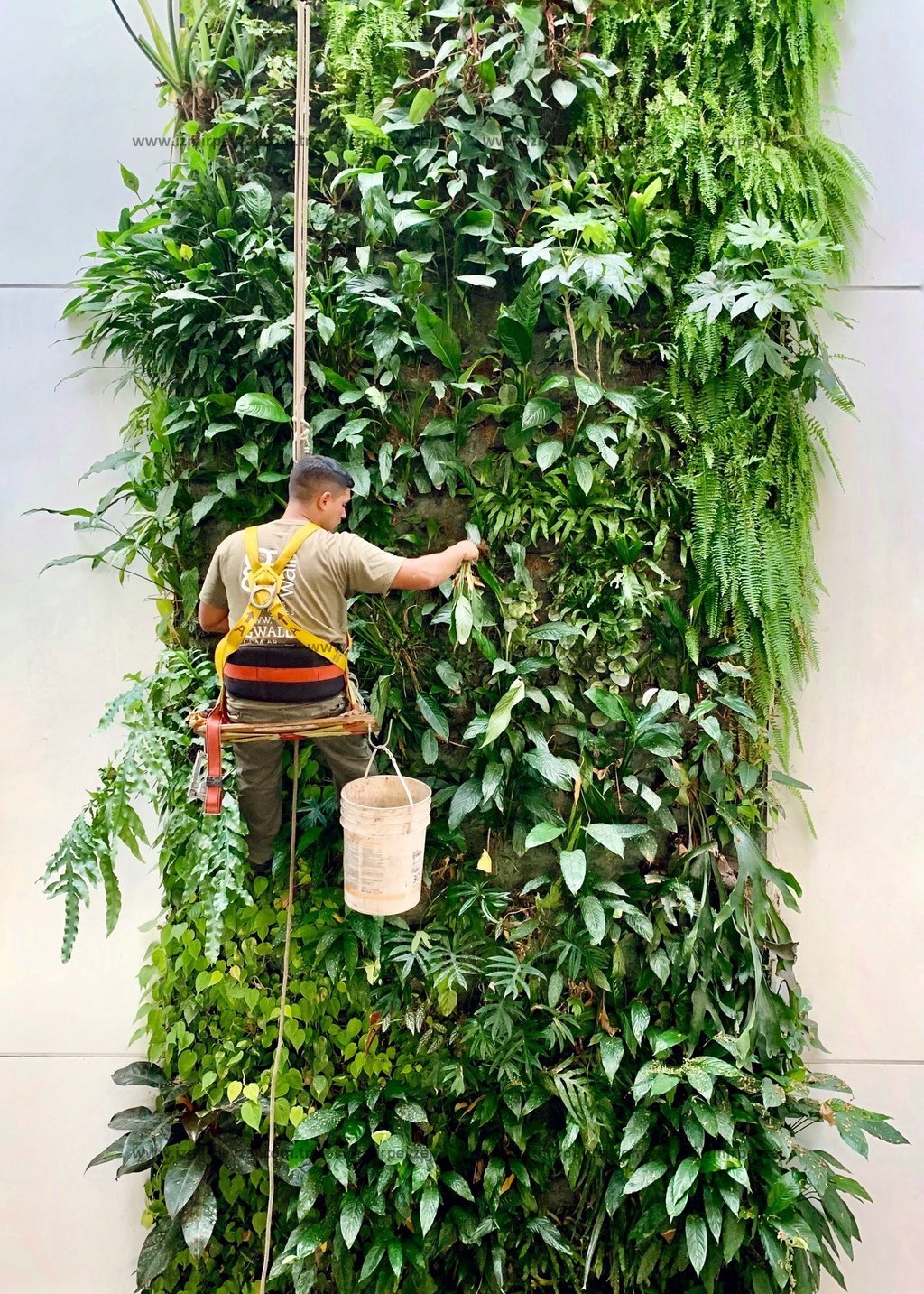 Dikey bahçe duvarında çalışan bir bahçıvan, bitkileri düzenliyor ve bakımını yapıyor. Yeşil bitki örtüsüyle kaplı bu duvar, modern peyzaj tasarımının 