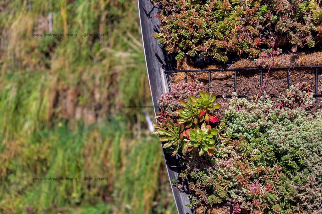 Dikey bahçe uygulaması, çeşitli sukulent bitkileriyle oluşturulmuş modern ve estetik bir peyzaj örneği sunuyor. Yeşil ve kırmızı tonlardaki bitkiler, 