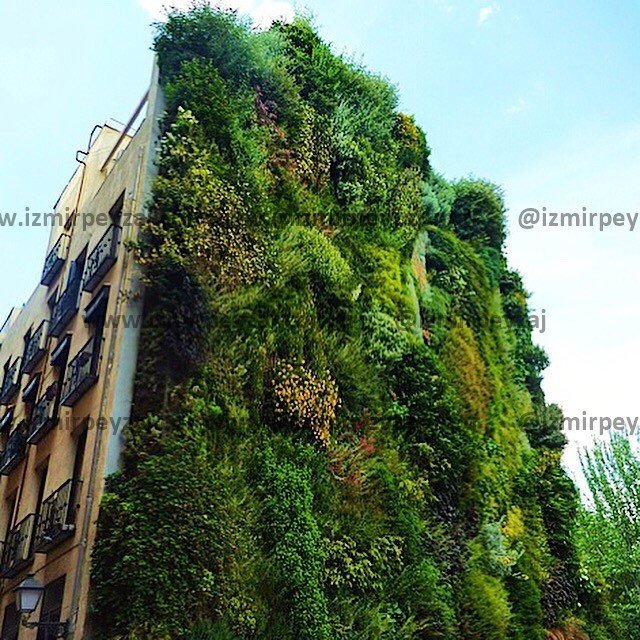 Dikey bahçe uygulamasıyla kaplı bir binanın dış cephesi, yeşilin farklı tonlarıyla doğal bir görünüm sunuyor. Binaların estetiğini artıran ve çevreye 