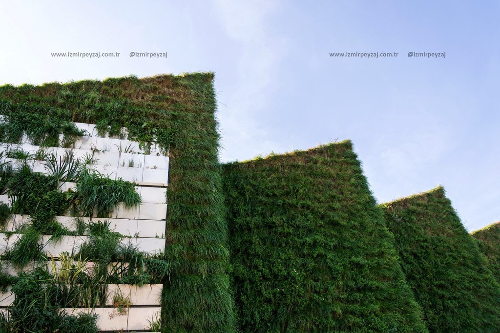 Dikey bahçe uygulamasıyla yeşillendirilmiş bir duvarın fotoğrafı. Modern peyzaj tasarımının dikkat çekici bir örneği.