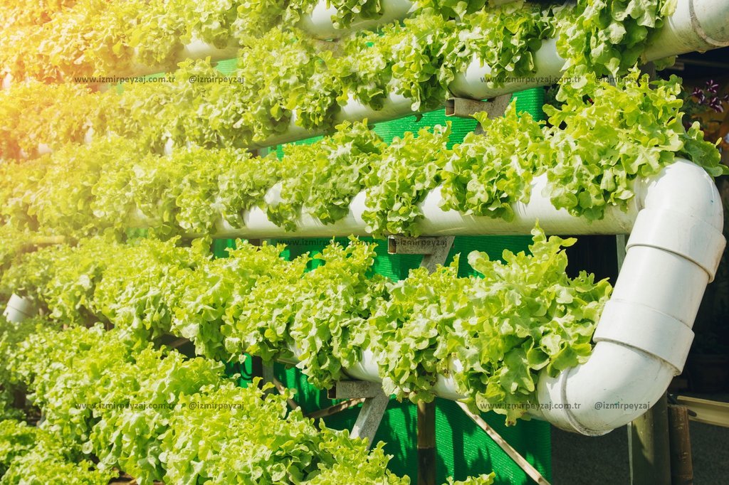 Bu fotoğrafta, dikey bir hidroponik sistemde yetiştirilen yemyeşil marullar görülmektedir. Modern tarım teknikleriyle şehirlerde taze sebze üretimi vu