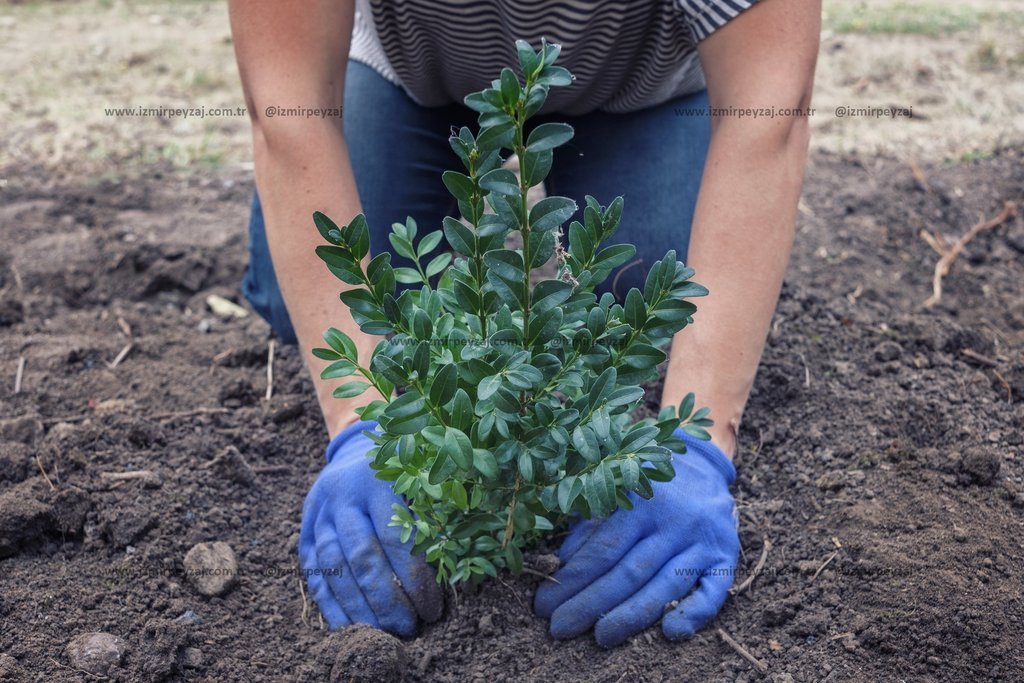 Bahçıvan mavi eldivenlerle toprağa fidan dikiyor. Bu görüntü, doğayla iç içe olmanın ve çevreye katk Bahçıvan mavi eldivenlerle toprağa fidan dikiyor. Bu görüntü, doğayla iç içe olmanın ve çevreye katkıda bulunmanın önemini vurguluyor.