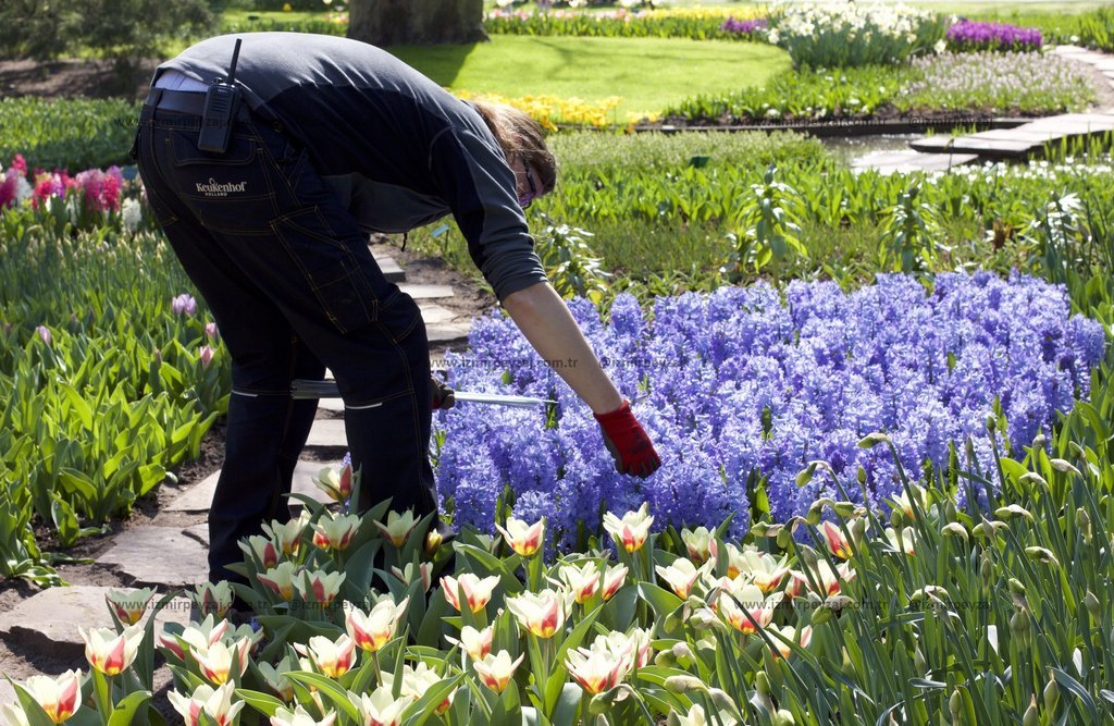 Hollanda'daki Keukenhof Bahçeleri'nde çalışan bir bahçıvan, rengarenk laleler ve mor sümbüller arası Hollanda'daki Keukenhof Bahçeleri'nde çalışan bir bahçıvan, rengarenk laleler ve mor sümbüller arasında bitki bakımı yapıyor. Bahar aylarında açan bu