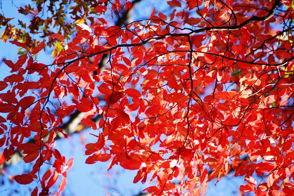 Sonbaharın canlı renklerini yansıtan bu fotoğrafta, kırmızı yapraklarla dolu ağaç dalları mavi gökyüzüne doğru uzanıyor. Doğa temalı web siteleri ve b