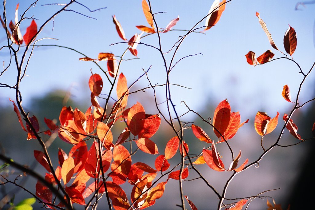 Sonbahar mevsiminin canlı renklerini yansıtan bu fotoğrafta, kırmızı yapraklar ve kuru dallar gökyüz Sonbahar mevsiminin canlı renklerini yansıtan bu fotoğrafta, kırmızı yapraklar ve kuru dallar gökyüzüyle kontrast oluşturuyor. Doğanın geçişini ve mev