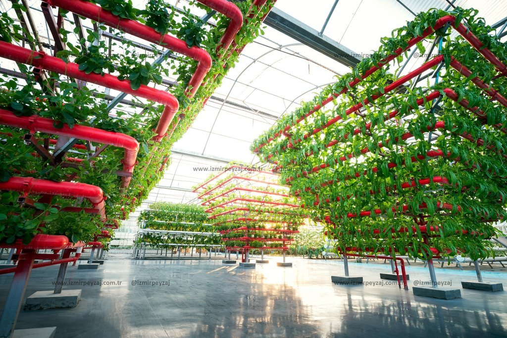 Modern bir serada, kırmızı borular üzerinde yetiştirilen bitkiler görülmektedir. Bu dikey tarım yöntemi, alanın verimli kullanılmasını sağlayarak sürd