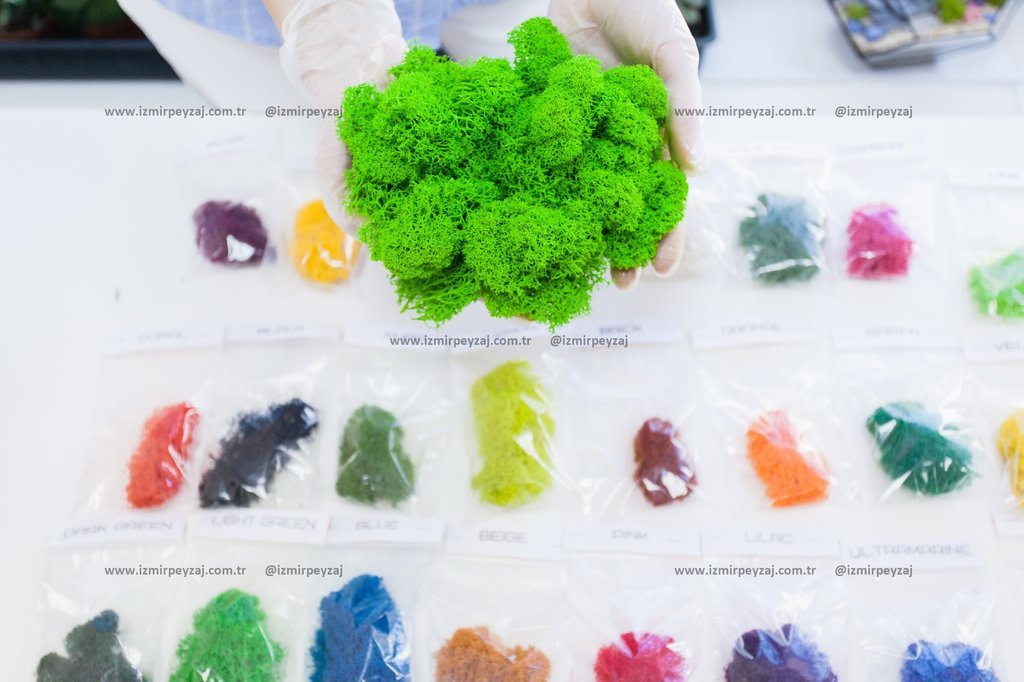 Renkli yosun çeşitlerinin sergilendiği bir görsel. Farklı renklerdeki yosunlar, peyzaj düzenlemeleri ve dekoratif amaçlar için kullanılabilir.