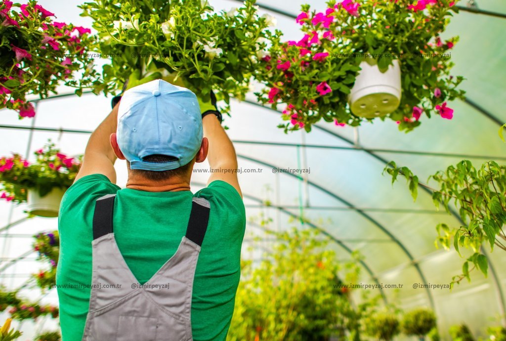 Bir serada çalışan bahçıvan, asılı saksılardaki çiçekleri düzenliyor. Yeşil bitkilerle dolu serada, bahçıvan çiçeklerin bakımını yaparak görsel bir şö