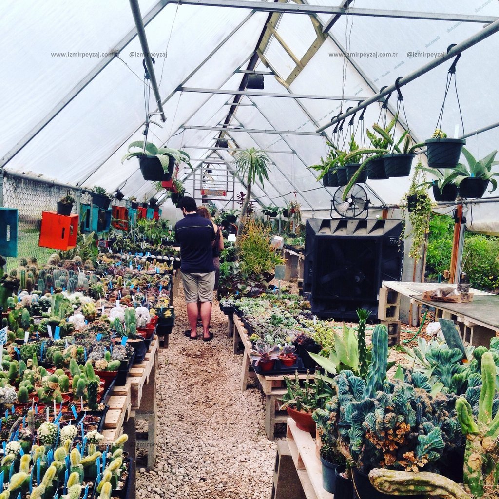 Bu fotoğraf, bir seranın içindeki çeşitli kaktüs ve bitki türlerini sergiliyor. İnsanlar arasında dolaşırken, bitki çeşitliliğinin ve seranın atmosfer