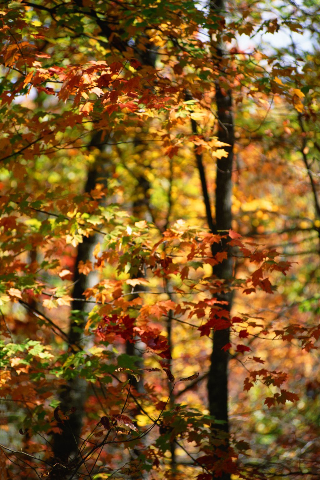 Sonbahar ormanında ağaçların yaprakları sarı, turuncu ve kırmızı tonlarına bürünmüş. Doğa, renklerin Sonbahar ormanında ağaçların yaprakları sarı, turuncu ve kırmızı tonlarına bürünmüş. Doğa, renklerin ahengiyle görsel bir şölen sunuyor.