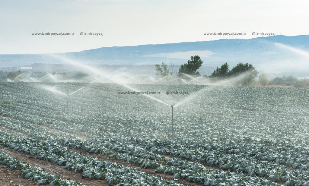 Geniş bir tarlada sulama sistemleri ile sulanan yeşil bitkiler, tarım ve doğa temasını yansıtmaktadır. Verimli topraklar üzerinde yetişen bitkiler, sü