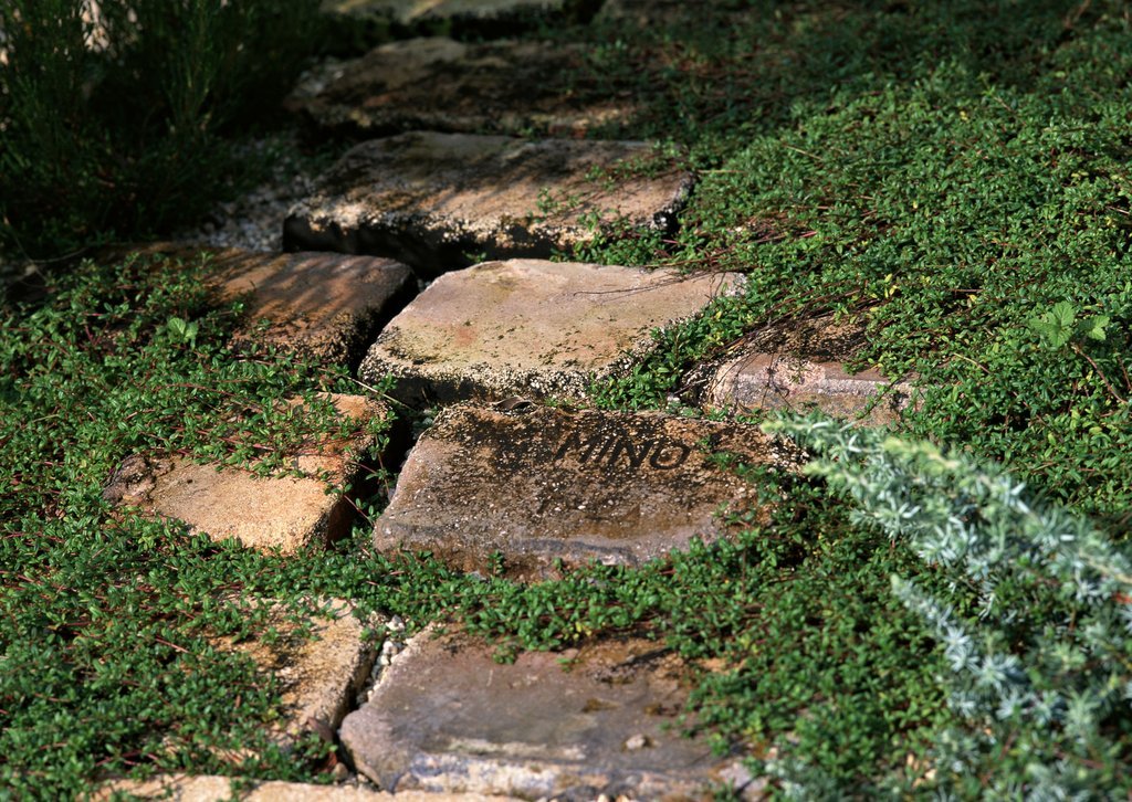 Taş döşeli bir yolda, taşların arasına ve kenarlarına yayılan yeşil bitki örtüsüyle doğal bir görünüm oluşturulmuş. Bu doğal taş yol, bahçe veya park 