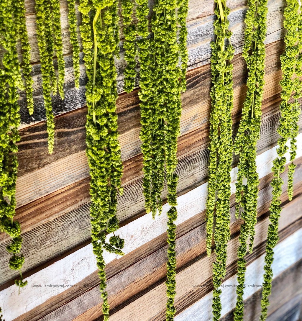 Ahşap zemin üzerine sarkan yeşil bitki detayları. Doğal ve estetik bir görünüm sunan bu görsel, peyzaj ve bahçe düzenlemeleri için ilham verici olabil