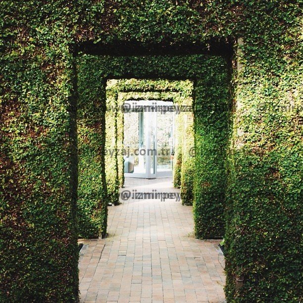 Yeşil bitkilerle kaplı duvarlar arasında uzanan tuğla döşeli bir geçit, doğal ve huzurlu bir atmosfe Yeşil bitkilerle kaplı duvarlar arasında uzanan tuğla döşeli bir geçit, doğal ve huzurlu bir atmosfer sunuyor. Bu etkileyici peyzaj tasarımı, doğanın