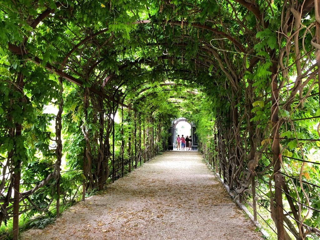 Yeşil yapraklarla kaplı bir tünelde yürüyen insanlar. Bu doğal tünel, huzurlu ve etkileyici bir ortam sunuyor.