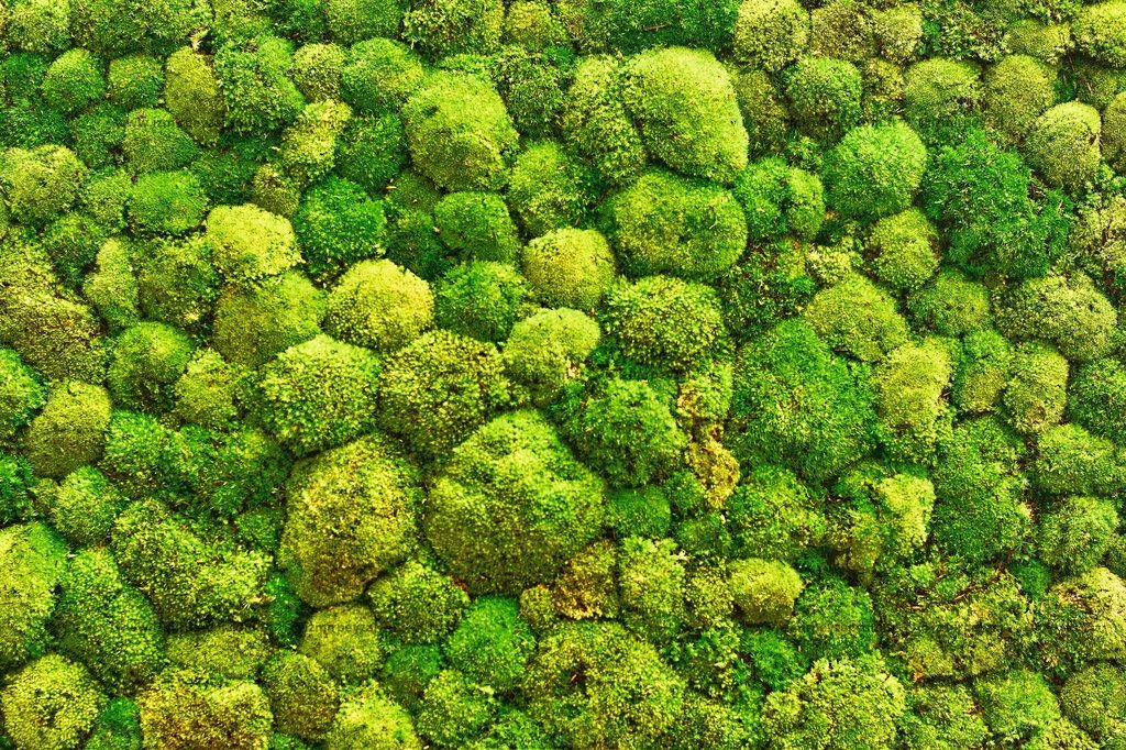 Bu görsel, yoğun ve canlı yeşil tonlarında yosunlarla kaplı bir yüzeyi göstermektedir. Doğal ve orga Bu görsel, yoğun ve canlı yeşil tonlarında yosunlarla kaplı bir yüzeyi göstermektedir. Doğal ve organik dokusuyla dikkat çeken bu yosun kaplı alan, iç