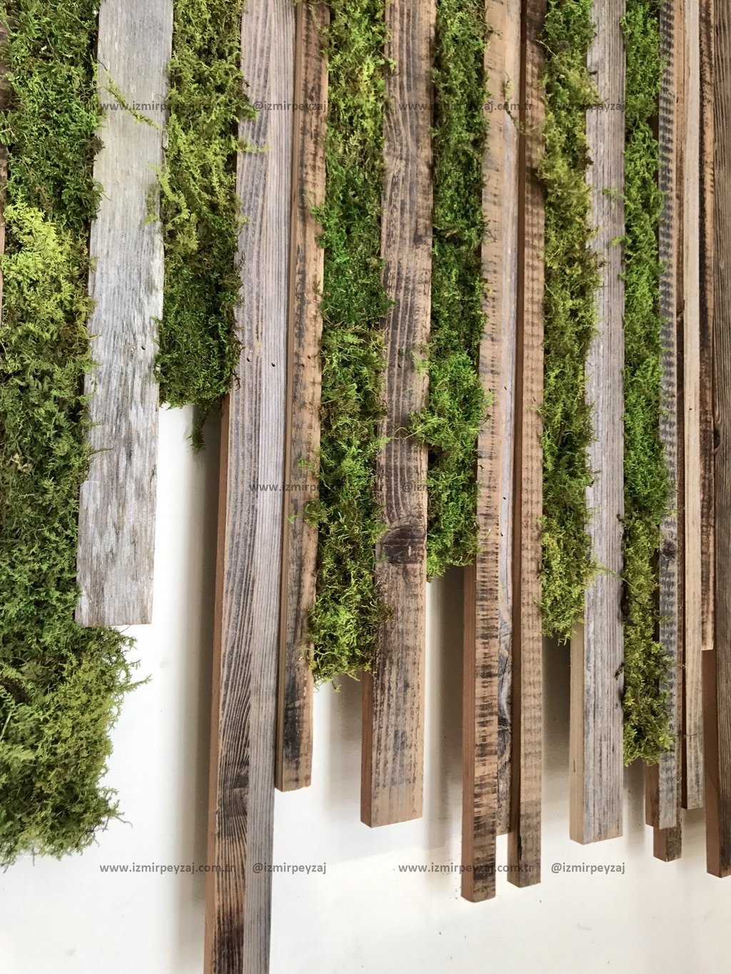 Ahşap paneller üzerine yerleştirilmiş canlı yosunlarla oluşturulmuş doğal bir duvar dekorasyonu. Rus Ahşap paneller üzerine yerleştirilmiş canlı yosunlarla oluşturulmuş doğal bir duvar dekorasyonu. Rustik ahşap ve yeşil yosunun uyumu, iç mekanlara doğ