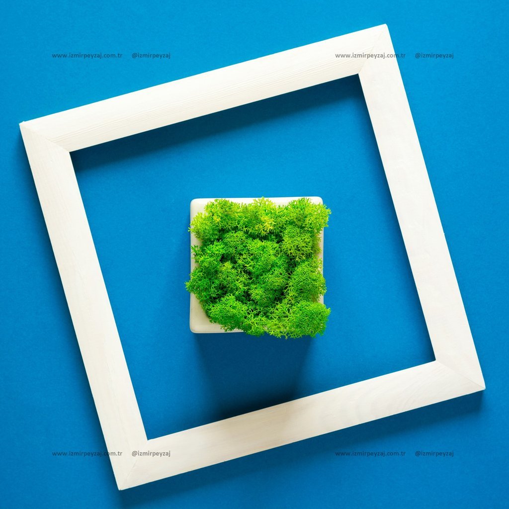 Mavi zemin üzerinde beyaz çerçeve içinde yemyeşil yosun bitkisi bulunan dekoratif bir tasarım. İç mekanlara doğal ve estetik bir dokunuş katmak için i