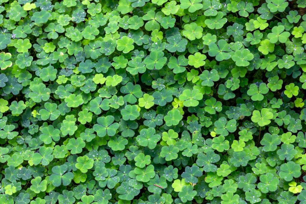 Clover Covered Ground