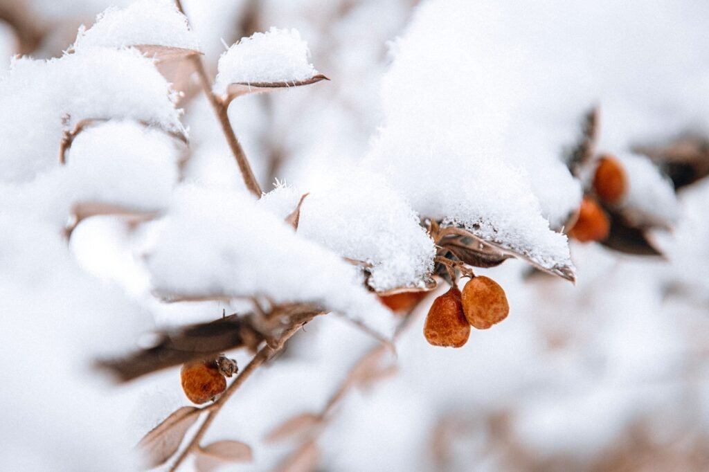 Closeup of cotoneaster branches with isolated berries under snow in winter garden Natural background