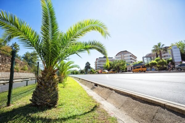 Tropical resort with palm tree